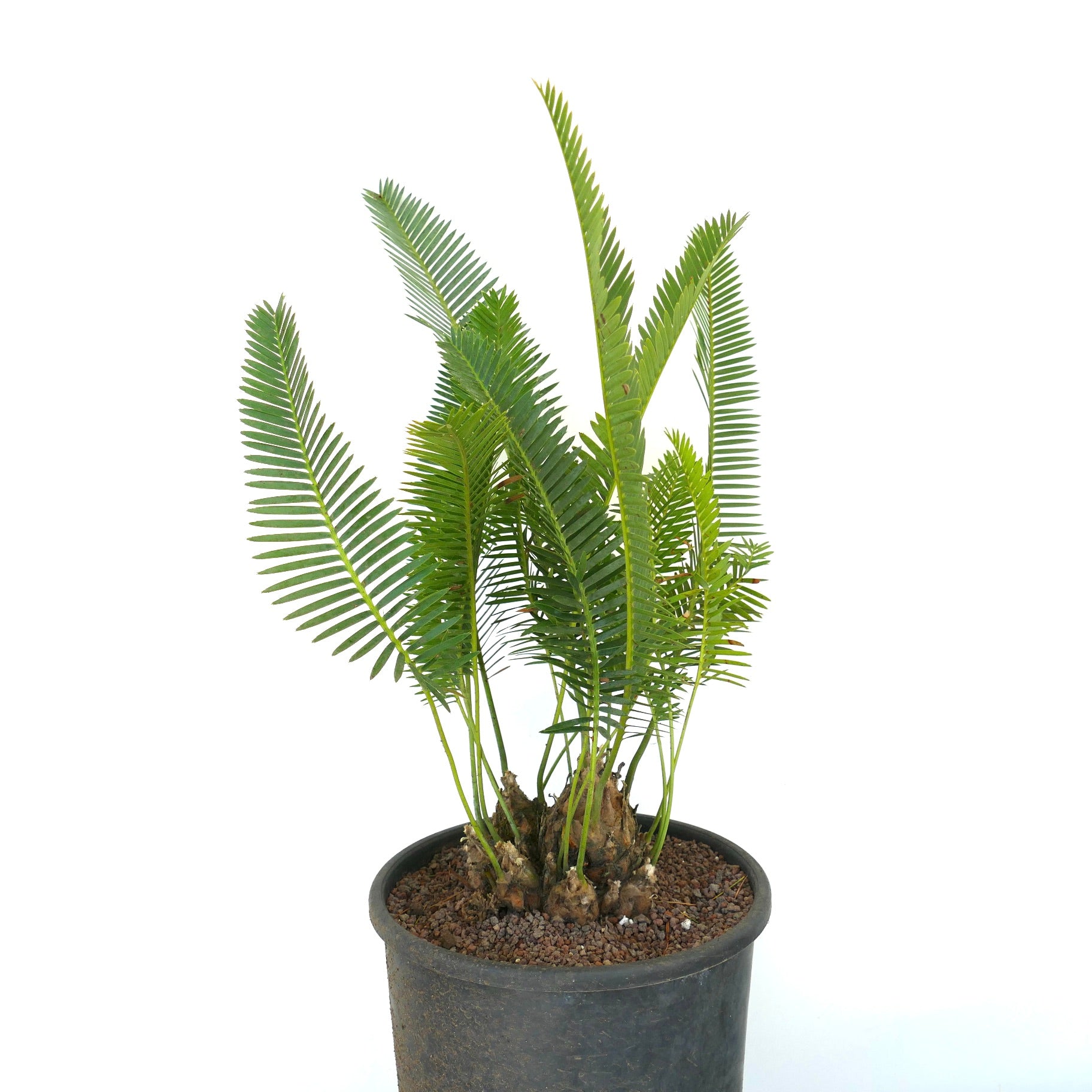 Dioon edule palm with multiple green pinnate leaves and textured trunk in black pot