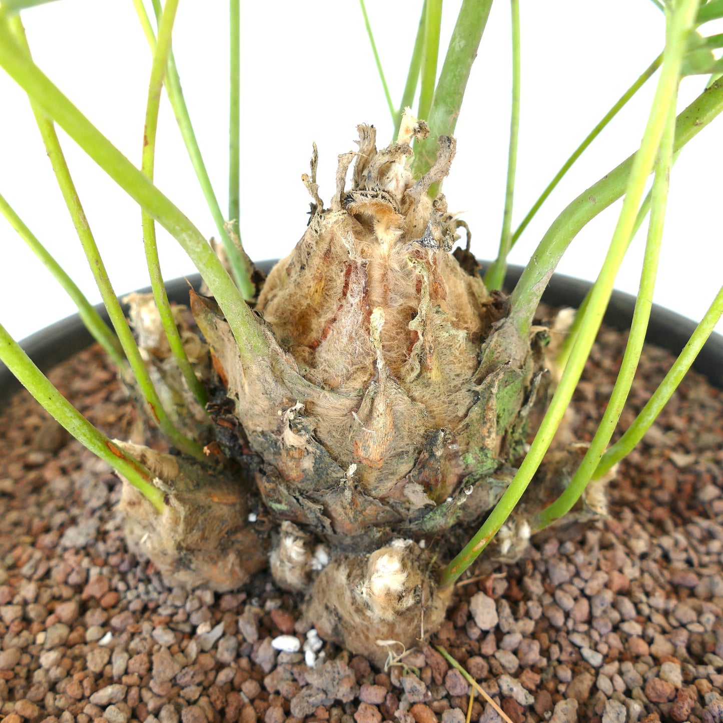 Dioon edule palm with thick woody caudex and slender green stems in rocky soil