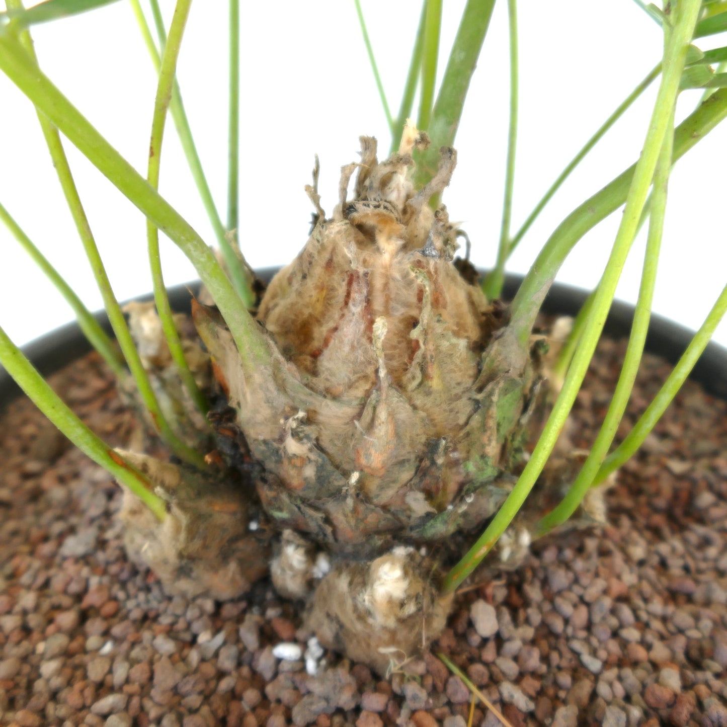 Dioon edule palm with thick textured caudex and slender green stems in rocky soil