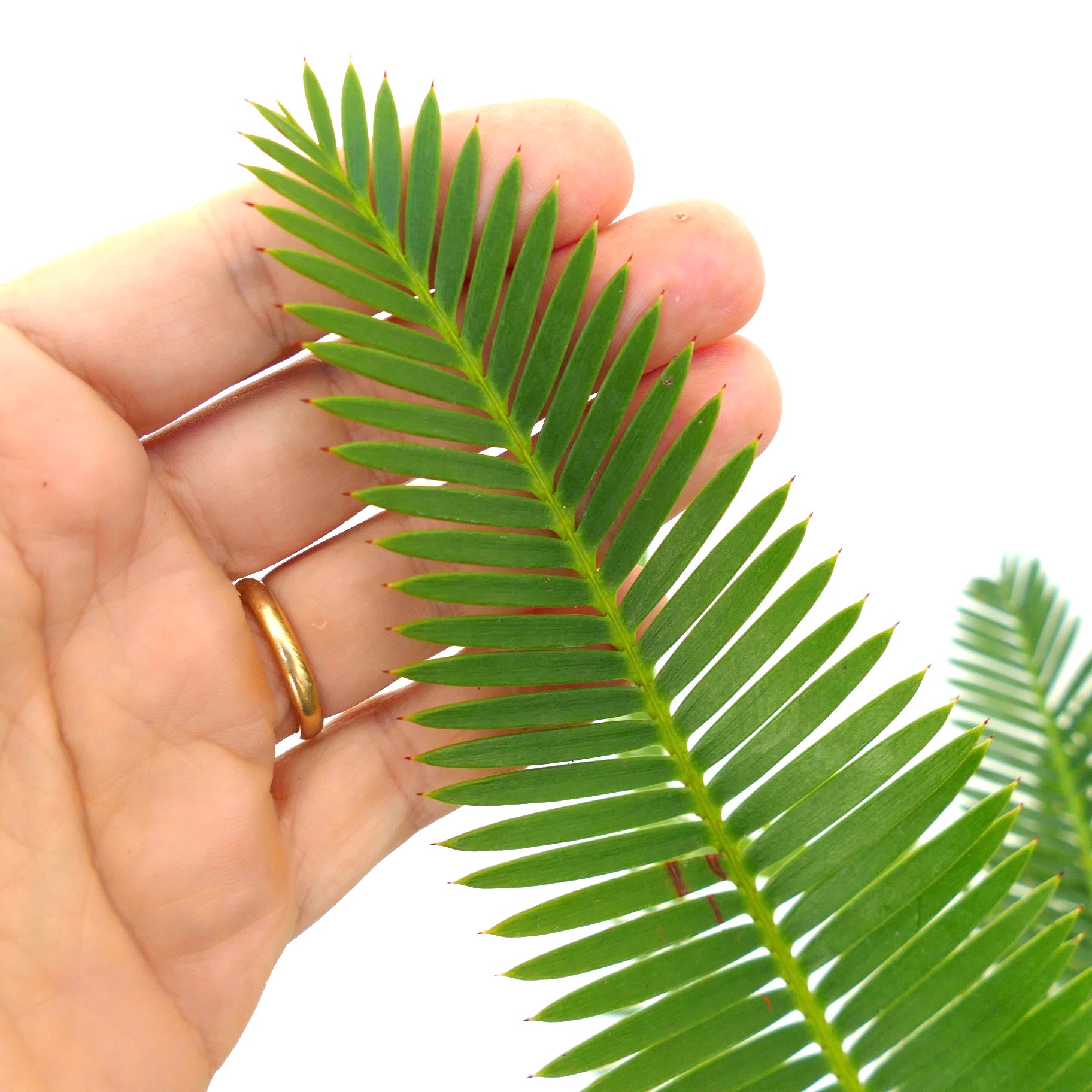 Dioon edule green pinnate leaves with sharp tips held by hand close-up