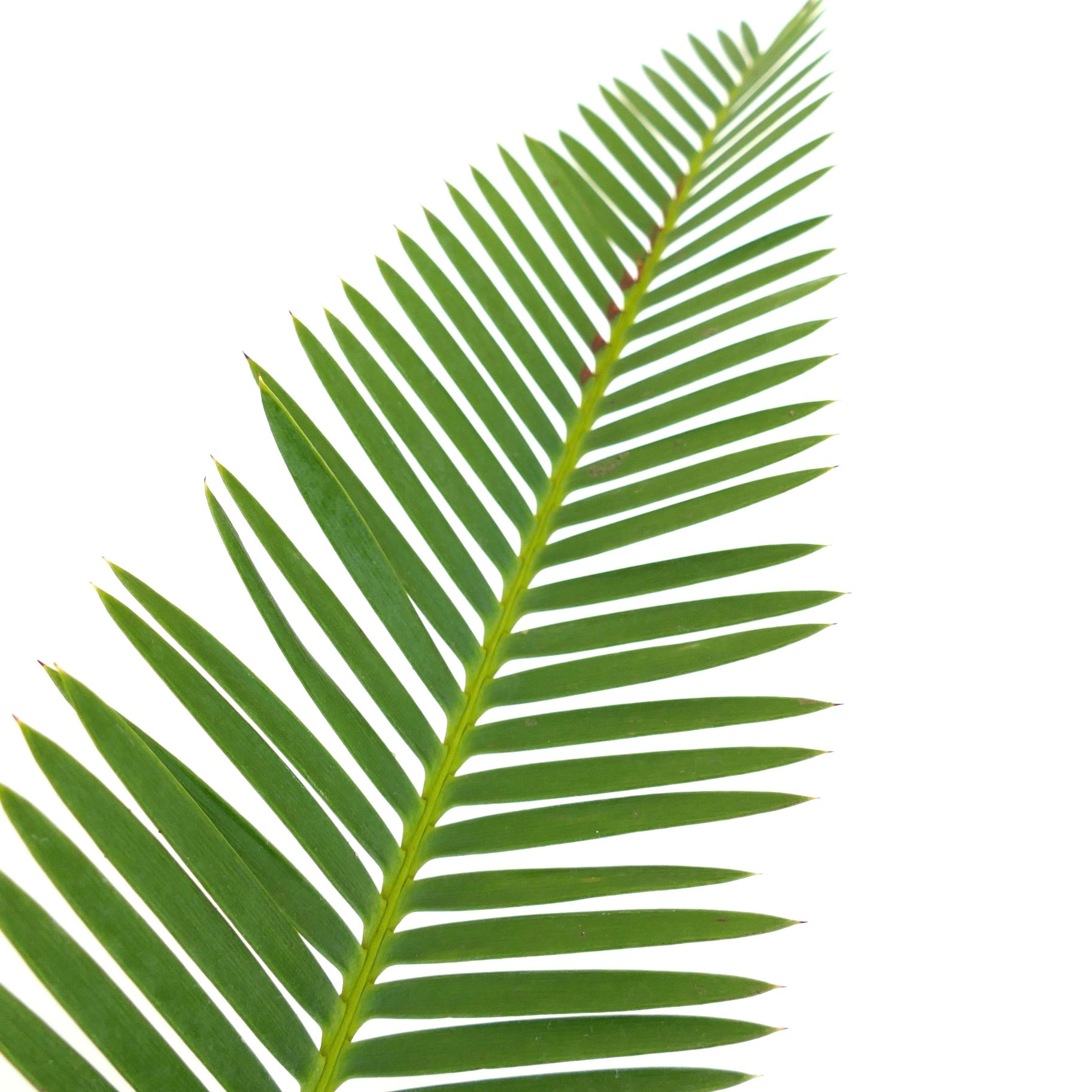 Dioon edule green pinnate leaves with sharp tips and smooth texture close-up