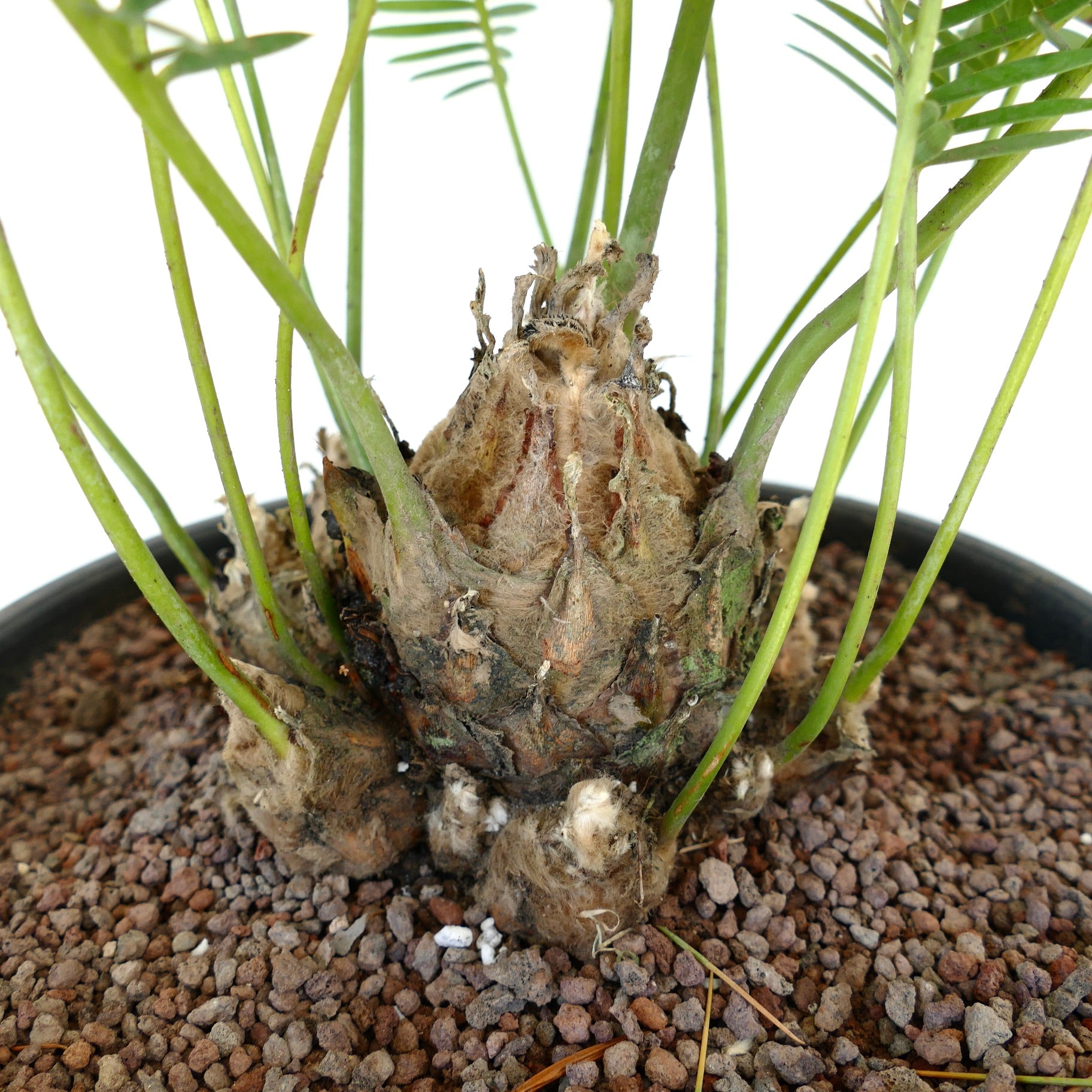 Dioon edule palm with thick woolly caudex and slender green leaf stems in rocky soil