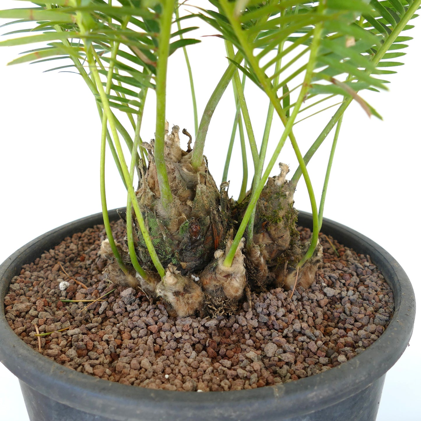 Dioon edule palm with thick textured trunks and bright green pinnate leaves in pot