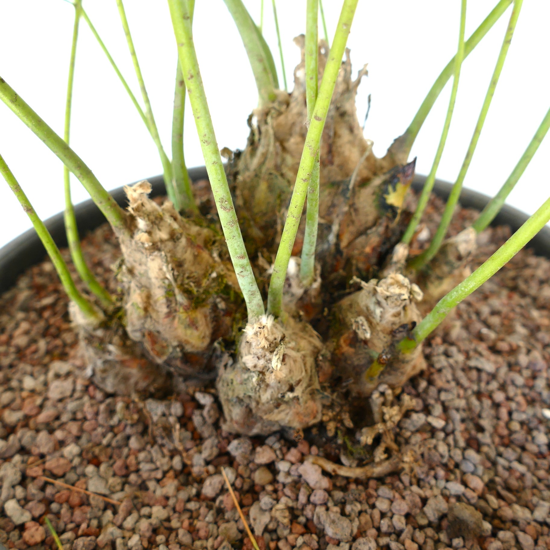 Dioon edule succulent cycad with thick caudex and slender green stems in pot