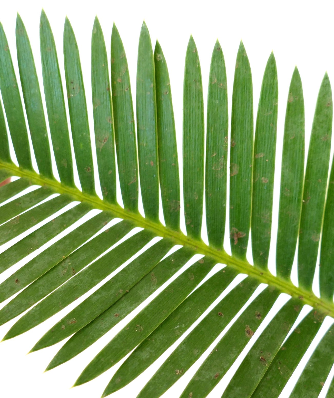 Dioon edule close-up of green pinnate leaves with smooth texture and natural spots