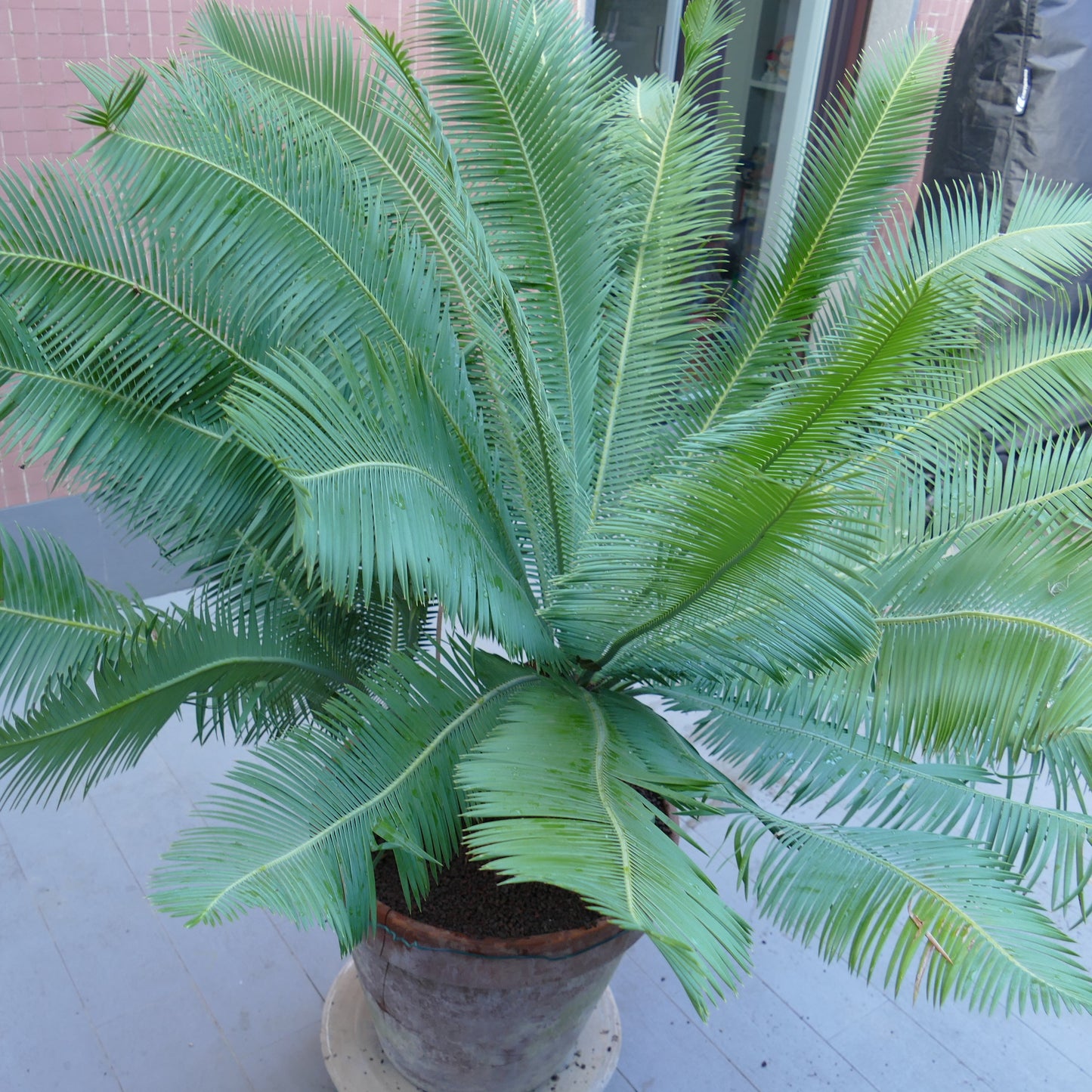 Dioon edule female caudex 26 x 27 cm