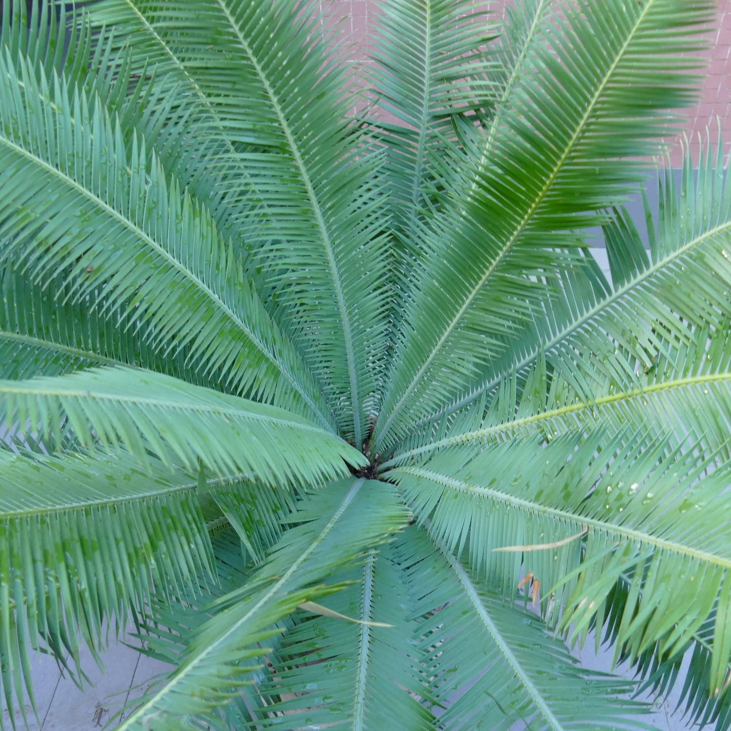 Dioon edule female caudex 26 x 27 cm