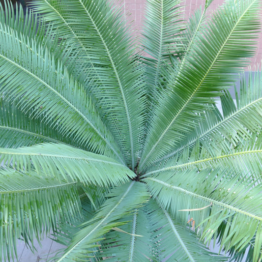 Dioon edule female caudex 26 x 27 cm