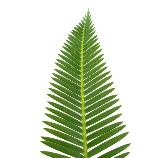 Dioon edule vibrant green pinnate leaf with symmetrical leaflets and smooth texture