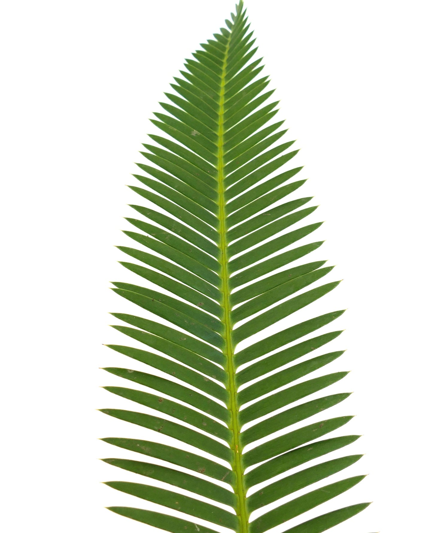 Dioon edule Queretaro lange grüne gefiederte Blätter mit spitzen Blättchen und glatter Textur