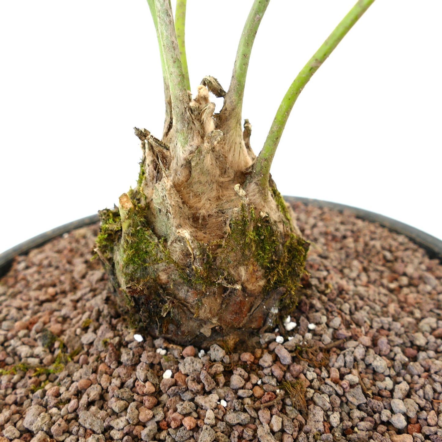 Dioon edule Caudex mit grünen, austreibenden Stängeln und rauer Oberfläche in steinigem Boden