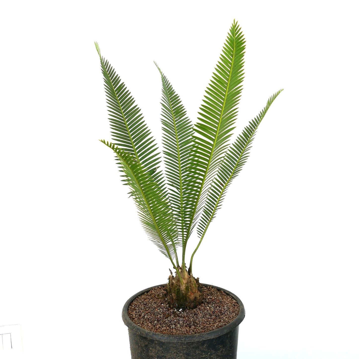 Dioon edule Sukkulente Cycad mit langen grünen gefiederten Blättern im schwarzen Topf