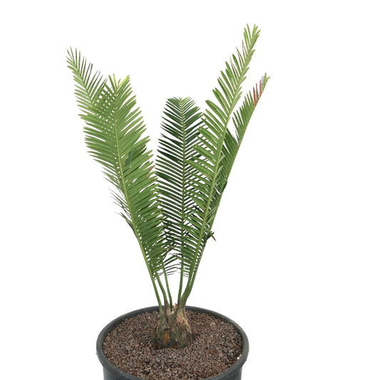 Dioon edule Rio Verde Form with thick trunk and long green pinnate leaves in pot