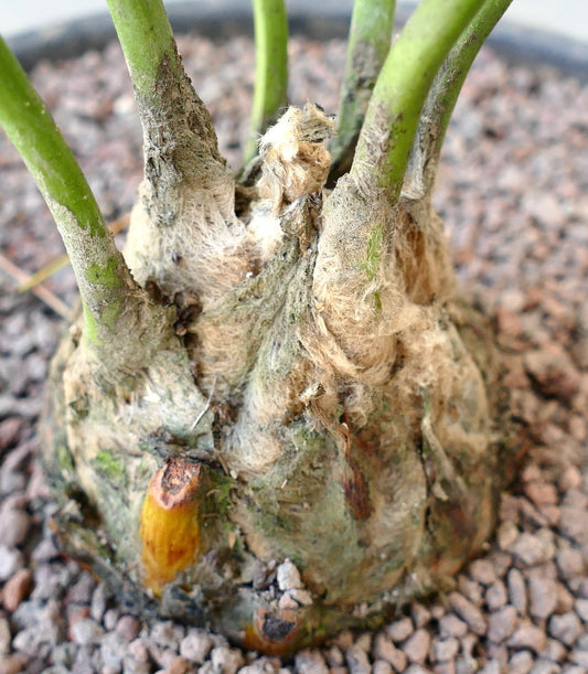 Dioon edule caudex with thick green stems and textured fibrous base in rocky soil