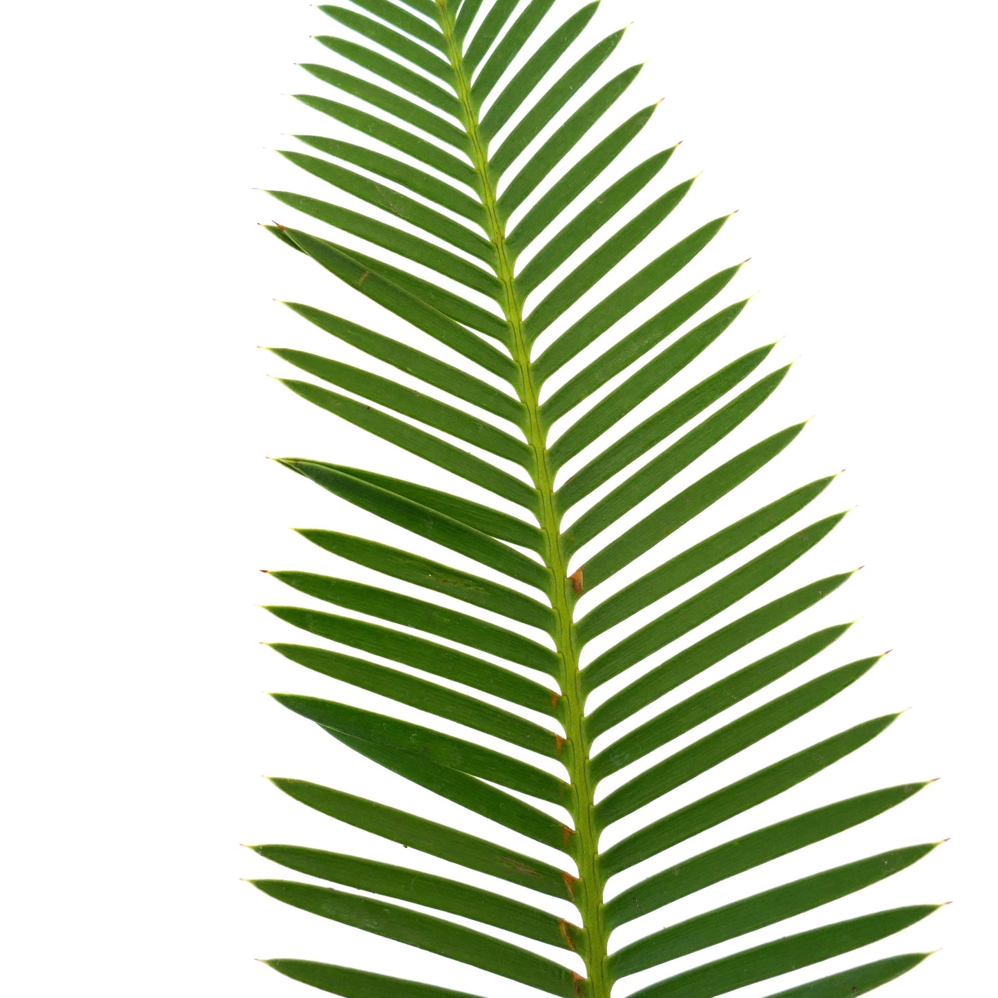 Dioon edule grün gefiederte Blätter mit scharfen Spitzen und glatter Textur, Nahaufnahme