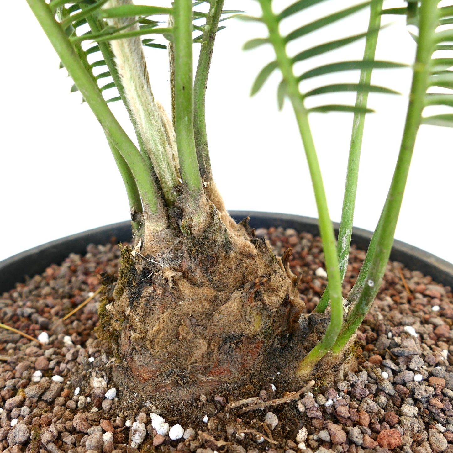 Dioon edule seltene Palmfarnart mit dickem Caudex und leuchtend grünen gefiederten Blättern im Topf