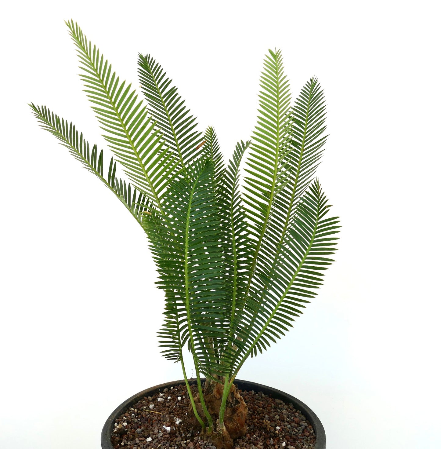 Dioon edule Sukkulente Baumfarnart mit langen grünen gefiederten Blättern und dicken Stielen im Topf
