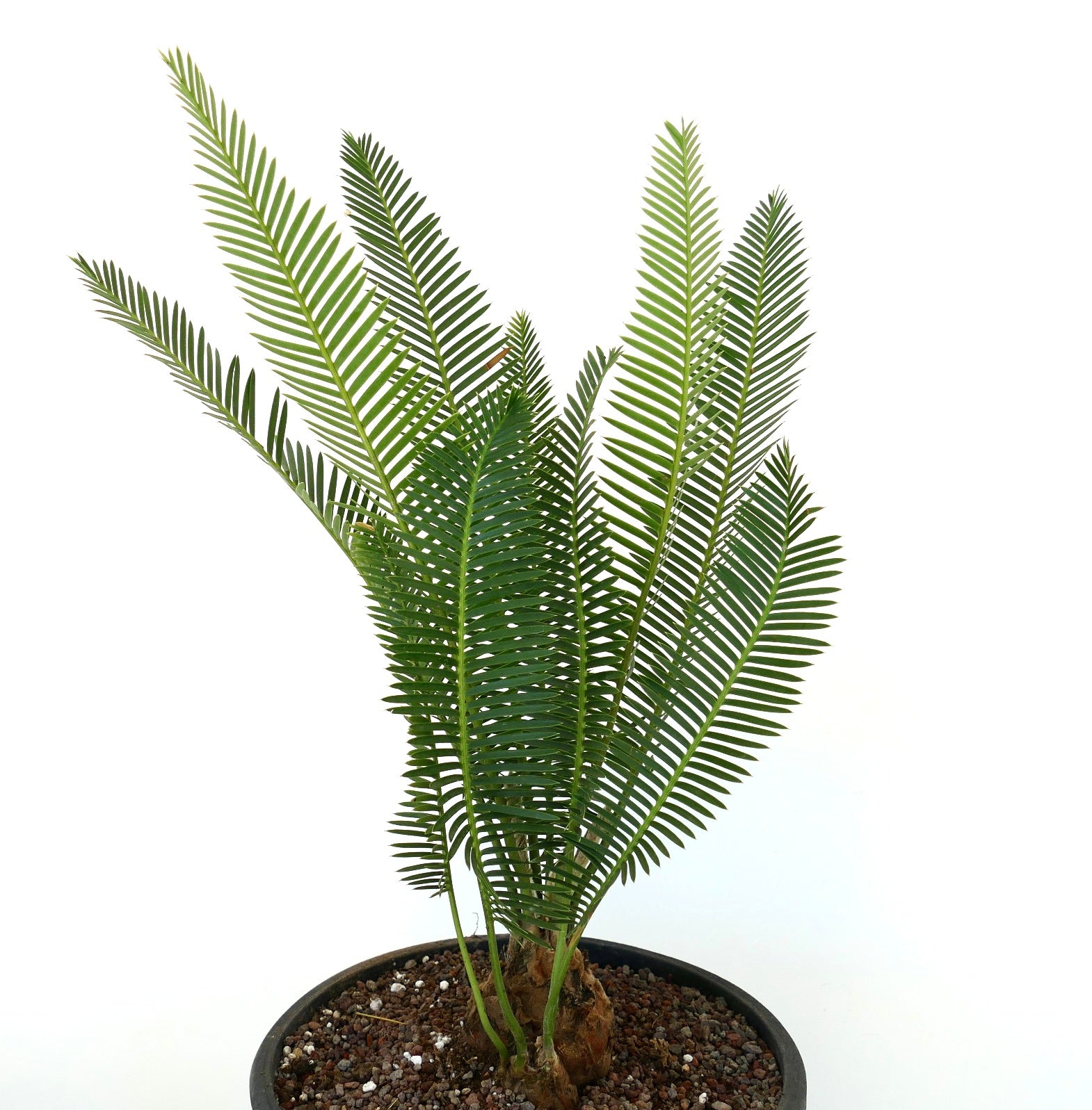 Dioon edule Sukkulente Baumfarnart mit langen grünen gefiederten Blättern und dicken Stielen im Topf