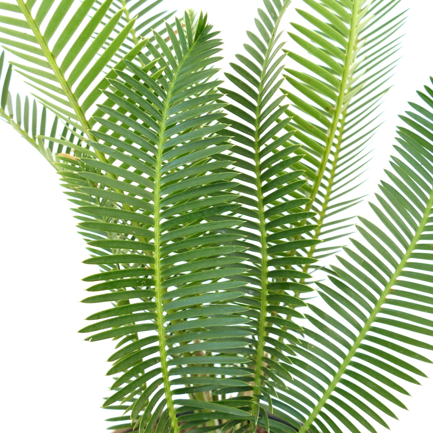 Dioon edule grüne gefiederte Blätter mit scharfen Blättchen und stabilen Stielen, Nahaufnahme