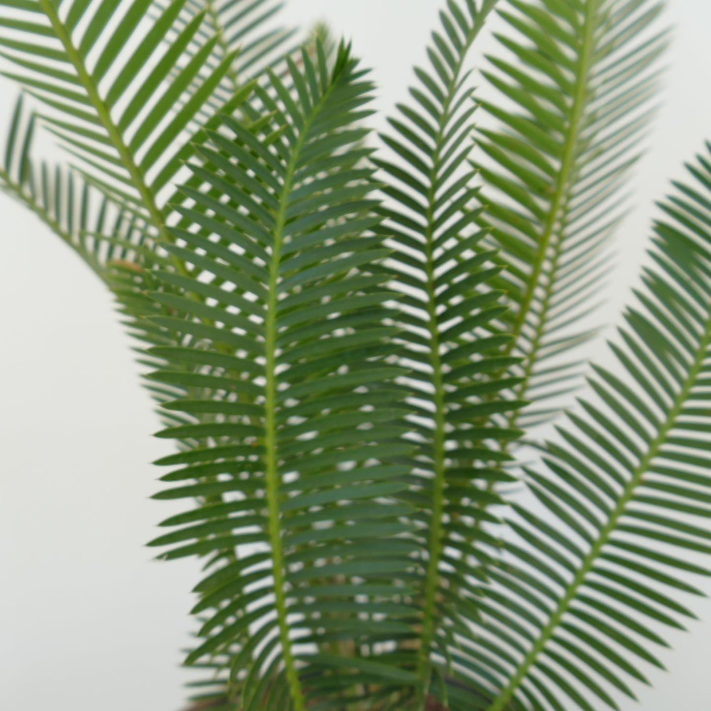 Dioon edule üppig grüne Palmfarn mit langen gefiederten Blättern und symmetrischen Blattfiedern