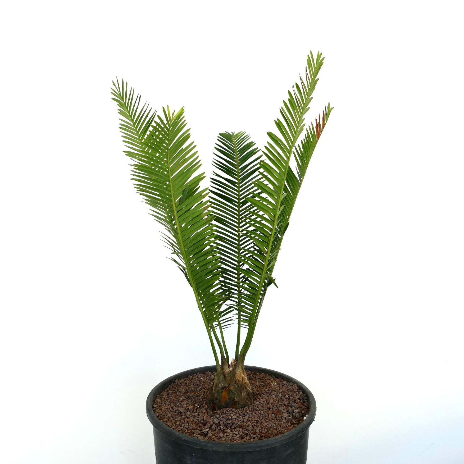 Dioon edule fleischige Cycade mit dickem Stamm und langen grünen gefiederten Blättern im Topf