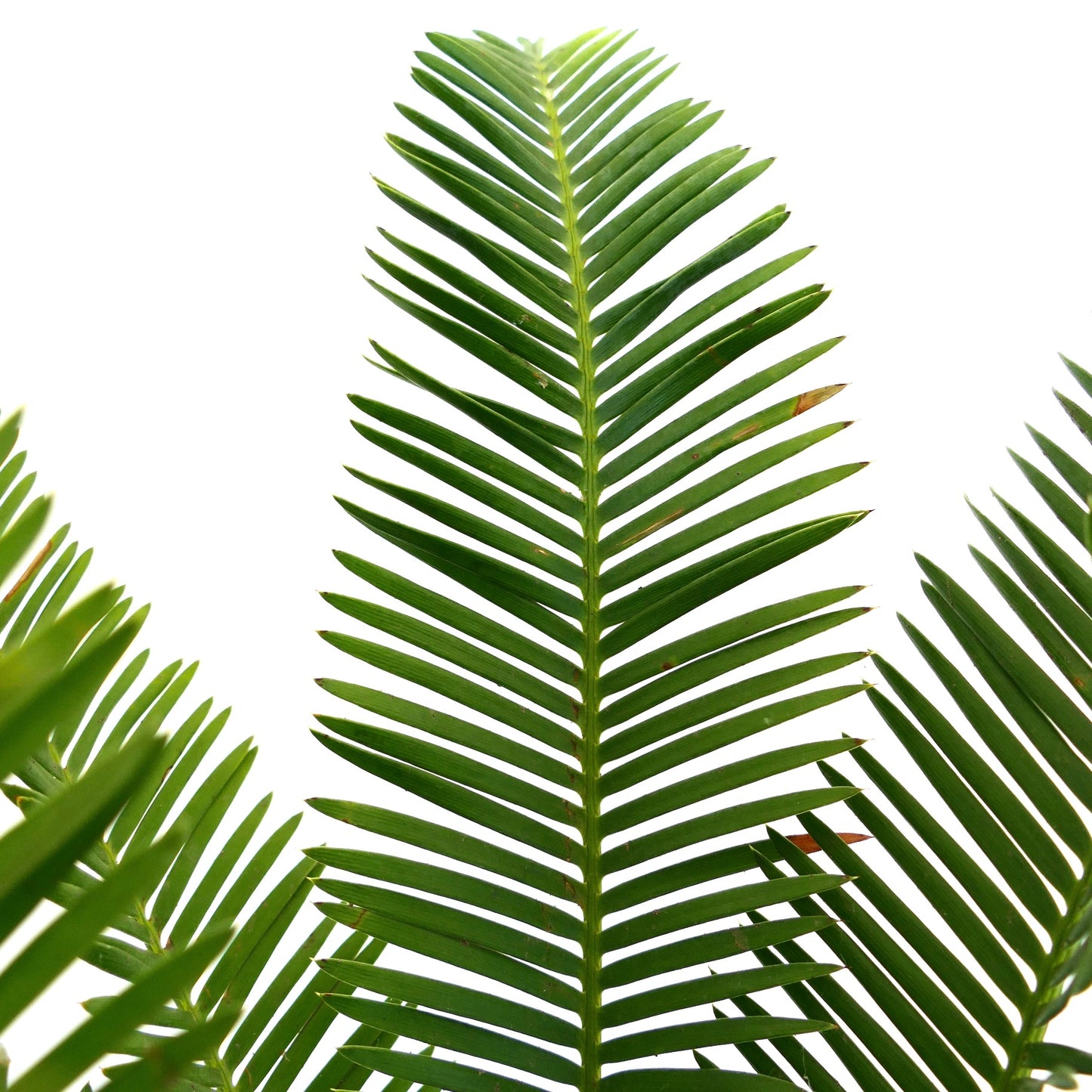 Dioon edule üppig grüne gefiederte Blätter mit glatter Textur und symmetrischer Anordnung