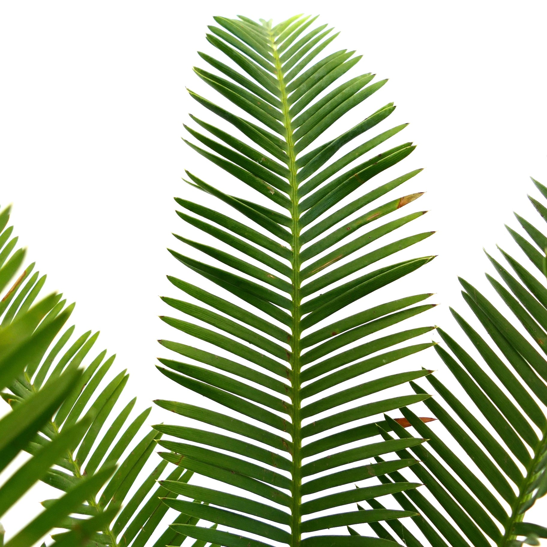 Dioon edule üppig grüne gefiederte Blätter mit glatter Textur und symmetrischer Anordnung