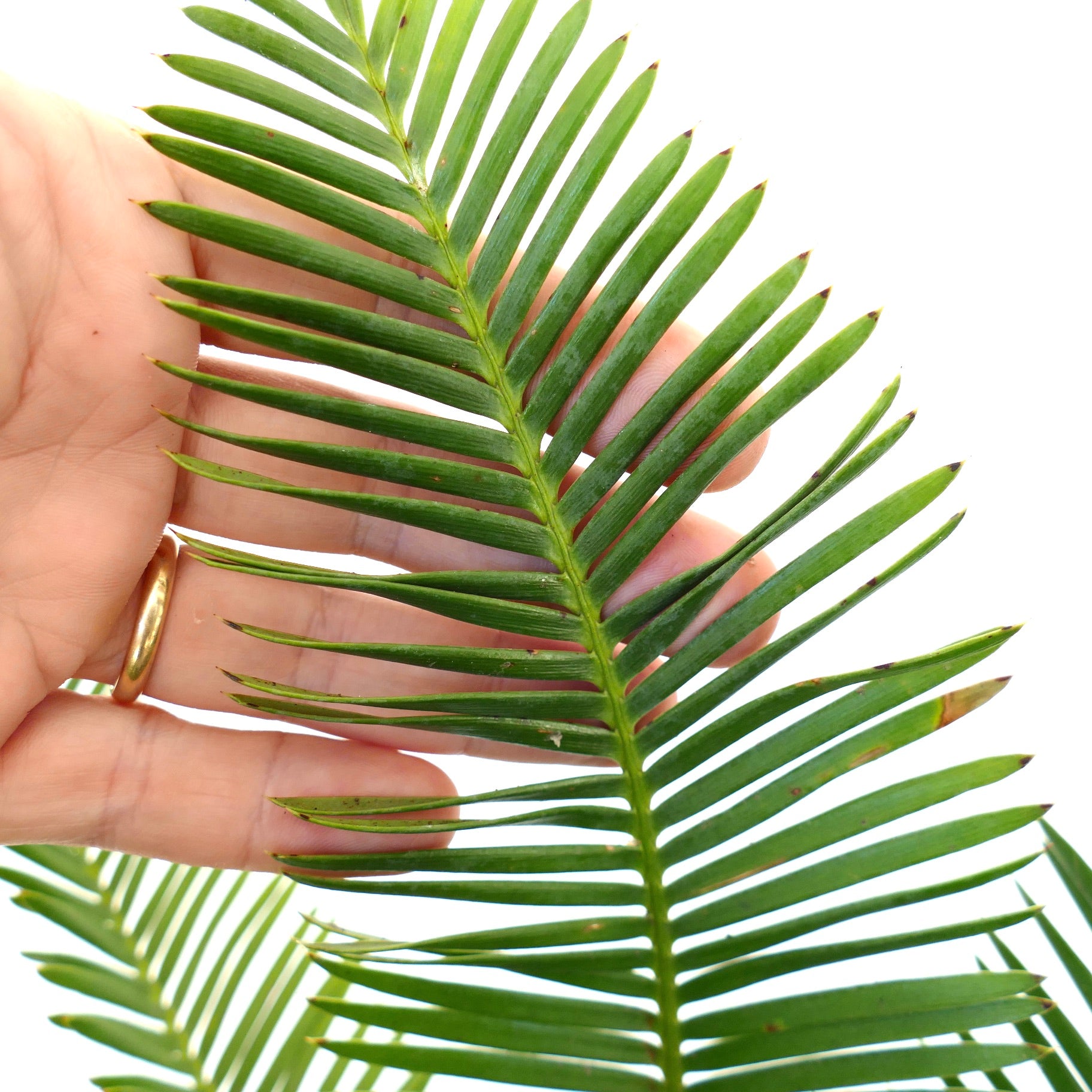 Dioon edule schlankes grünes gefiedertes Blatt mit spitzen Spitzen und glatter Textur, gehalten von Hand