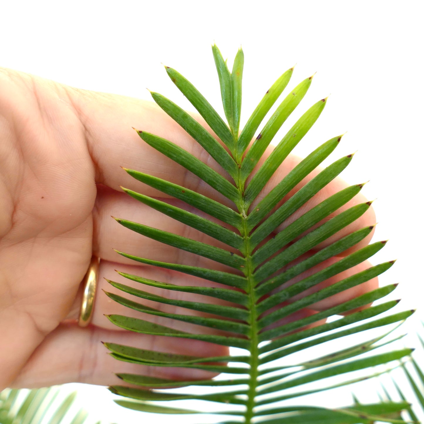 Dioon edule grüne fiederförmige Blätter mit scharfen Spitzen, Nahaufnahme, in der Hand gehalten