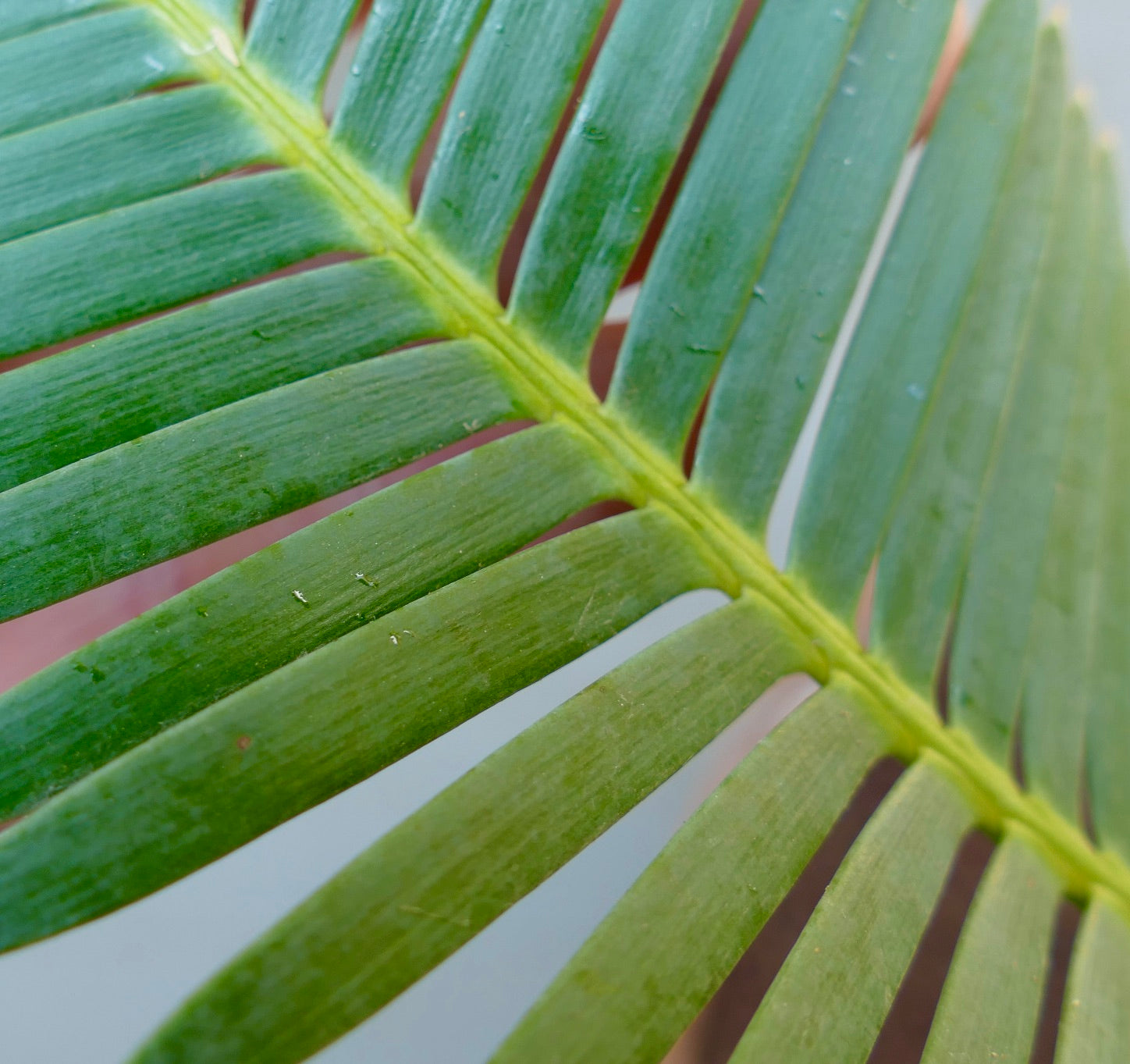 Dioon edule X Dioon tomasellii close-up of lush green pinnate leaves with smooth texture