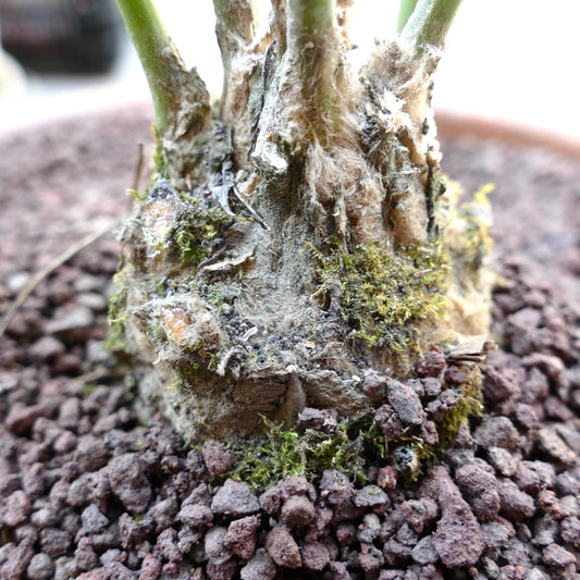 Dioon edule X Dioon tomasellii caudex with textured bark and moss on volcanic soil