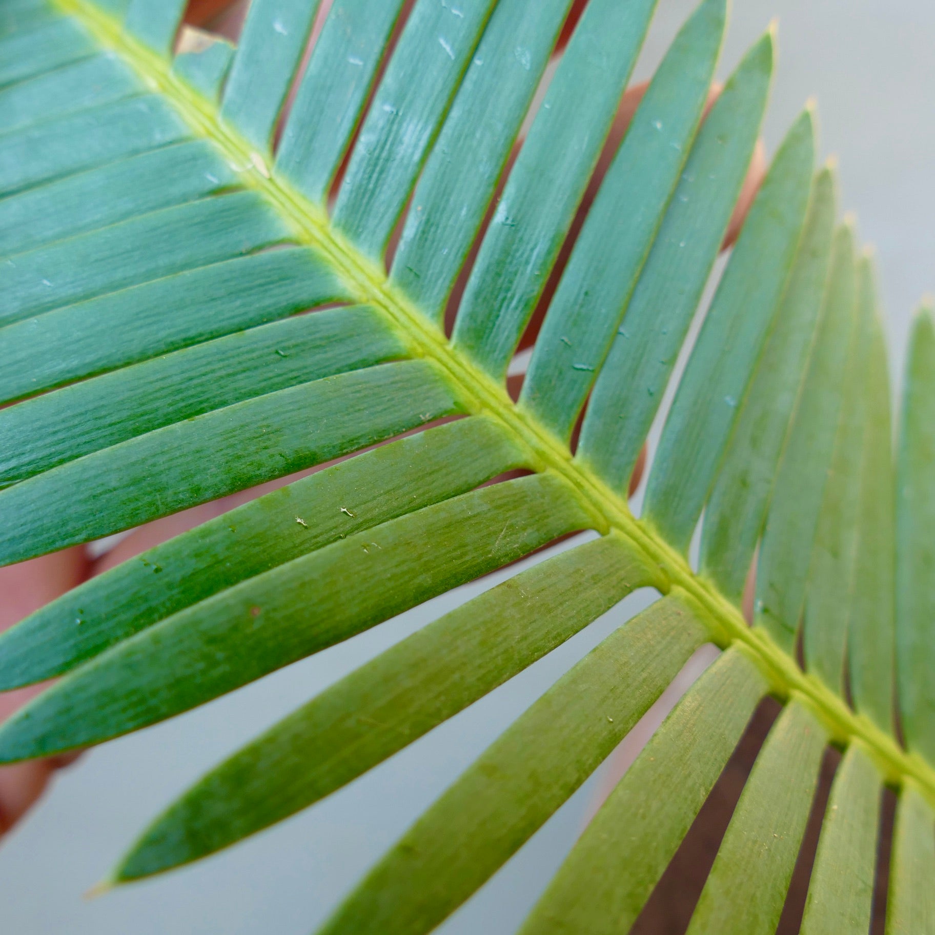 Dioon edule X Dioon tomasellii close-up of green pinnate leaves with smooth texture and yellow midrib