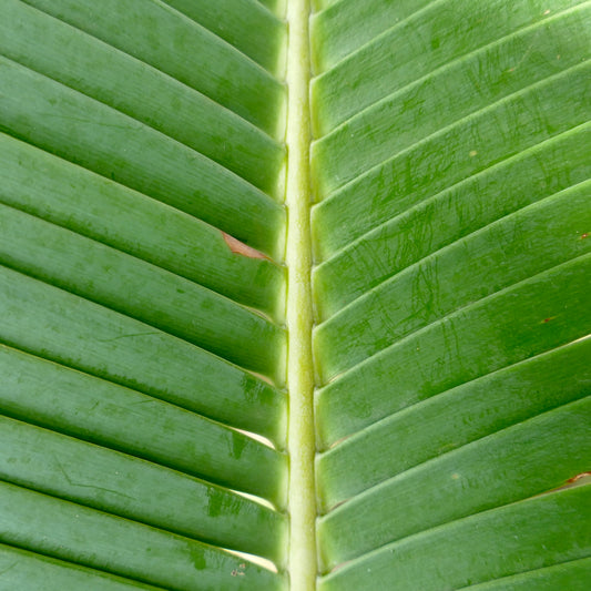 Dioon edule X Dioon tomasellii (ex Strina)