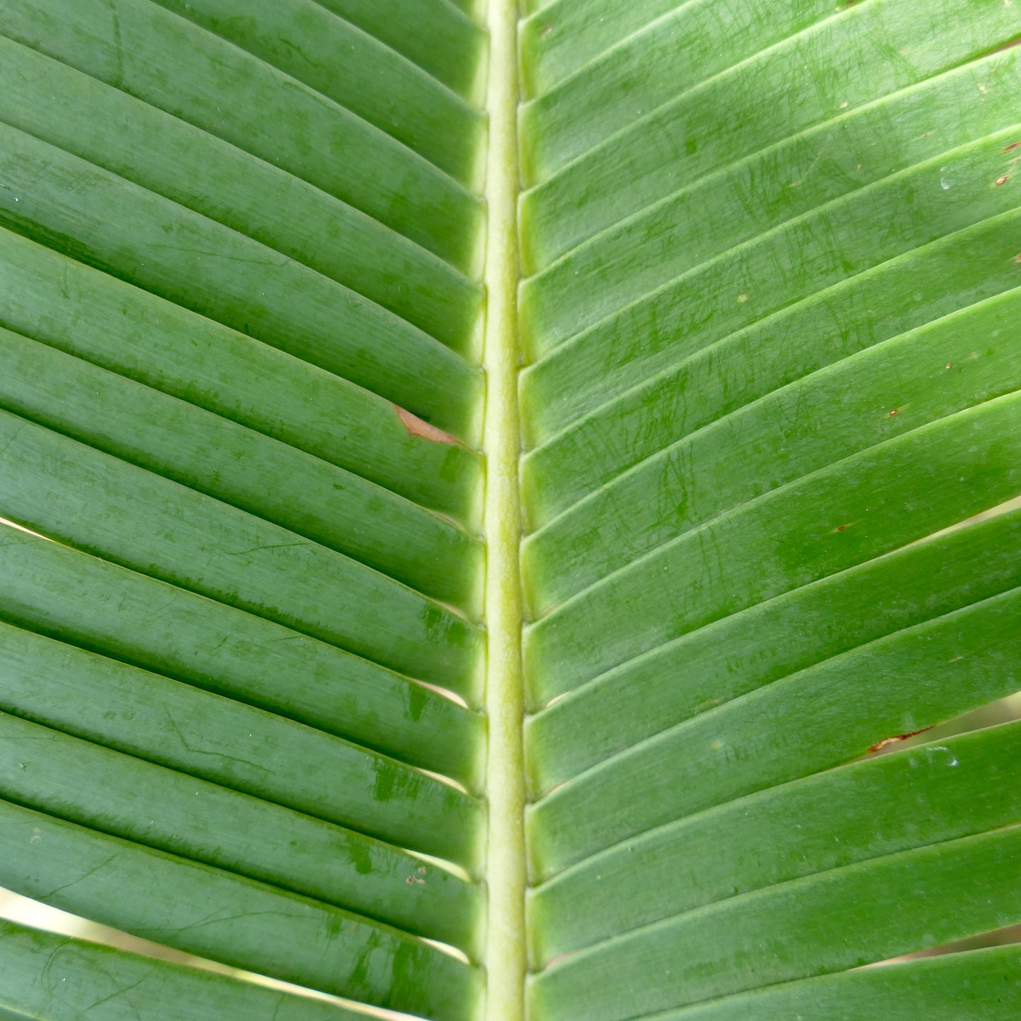 Dioon edule X Dioon tomasellii (ex Strina)