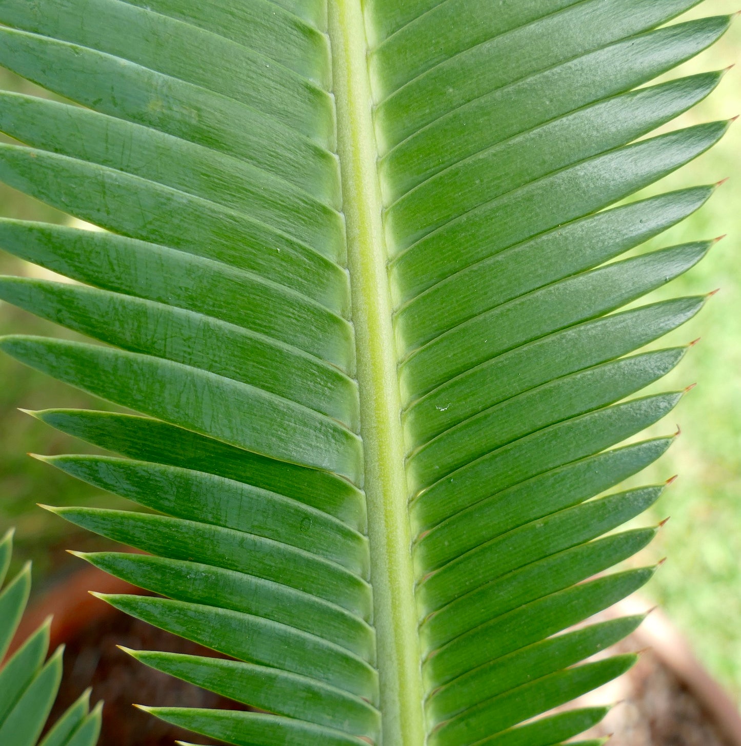 Dioon edule X Dioon tomasellii (ex Strina)