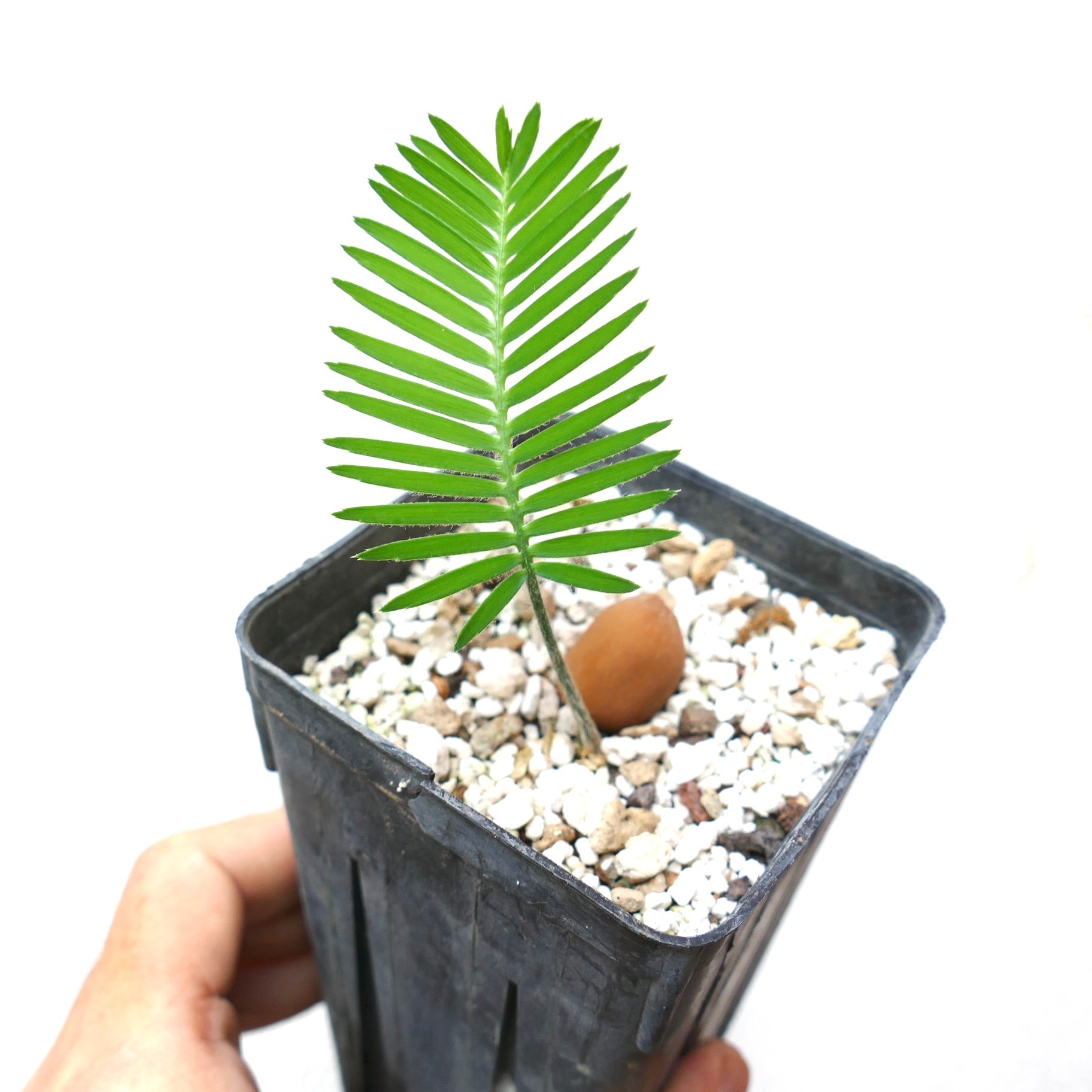 Dioon edule young seedling with bright green pinnate leaves in black nursery pot