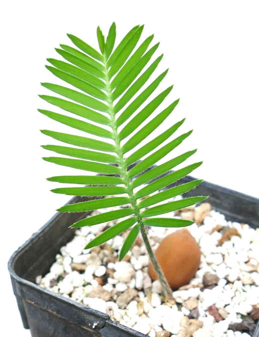 Dioon edule young seedling with bright green pinnate leaves in black pot