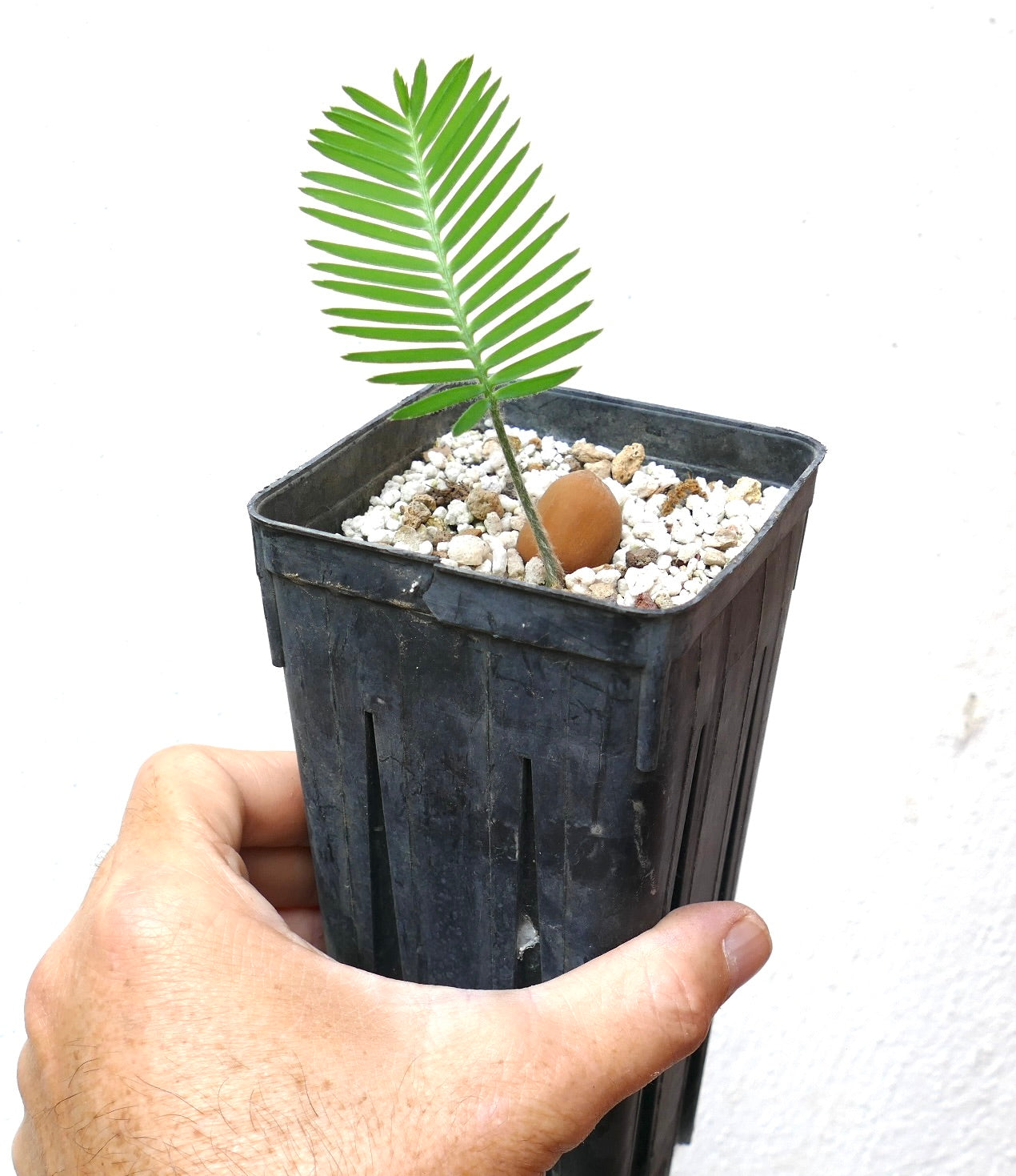 Dioon edule young seedling with bright green pinnate leaves in black nursery pot