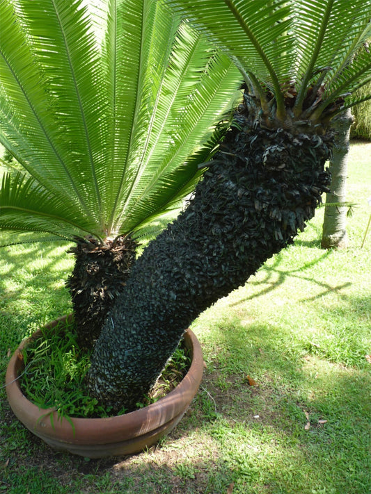 Dioon edule thick textured trunk with bright green feathery leaves in terracotta pot