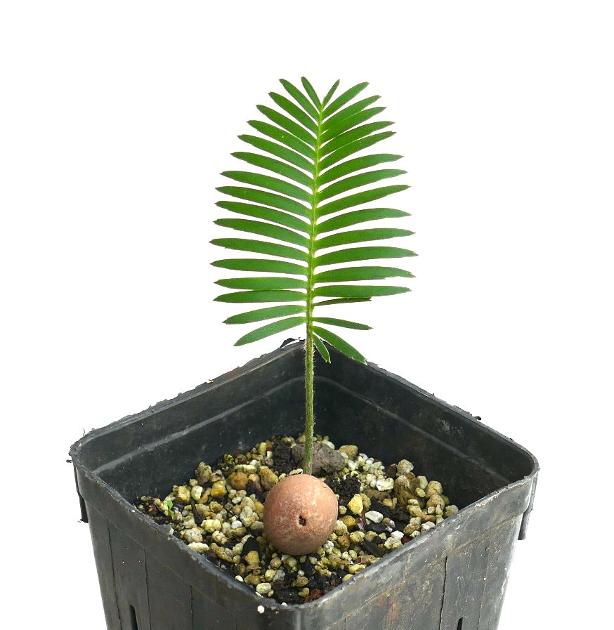 Dioon edule (Palma Sola)