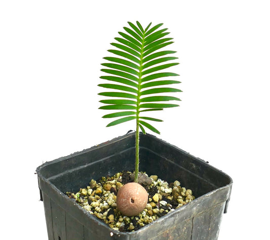 Dioon edule (Palma Sola)