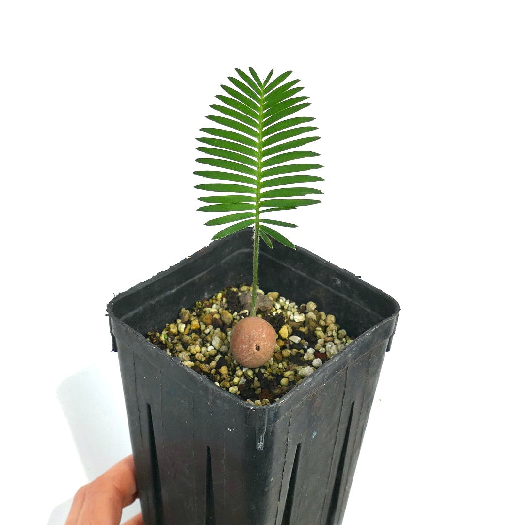 Dioon edule (Palma Sola)