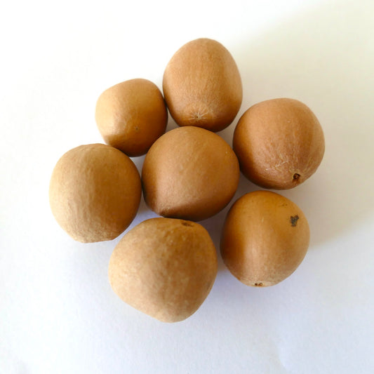 Graines lisses brunes de Dioon edule 'Palma Sola' pour la culture de cycas rares