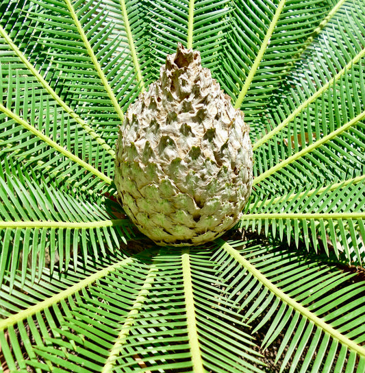 Dioon edule 'Palma Sola' grand cône texturé avec des feuilles pennées vertes rayonnantes