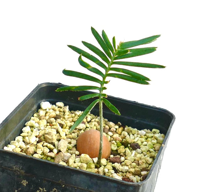 Dioon edule (Palma Sola)