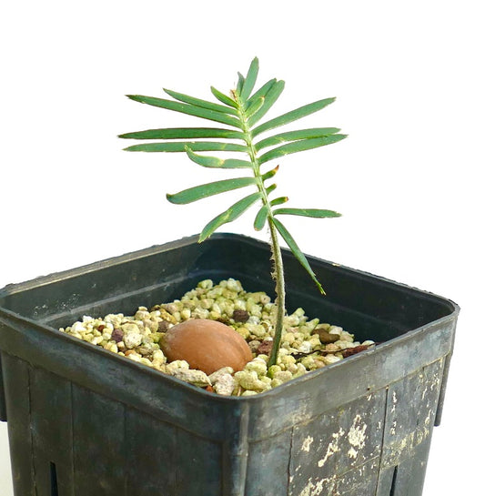 Dioon edule (Palma Sola)