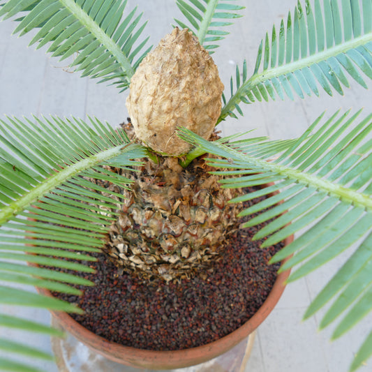 Dioon edule female caudex 26 x 27 cm