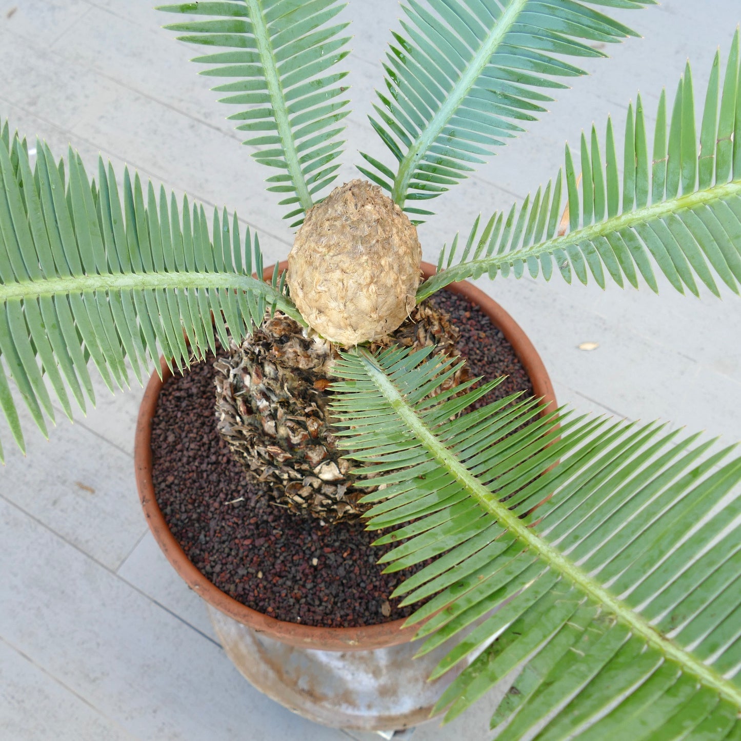 Dioon edule female caudex 26 x 27 cm