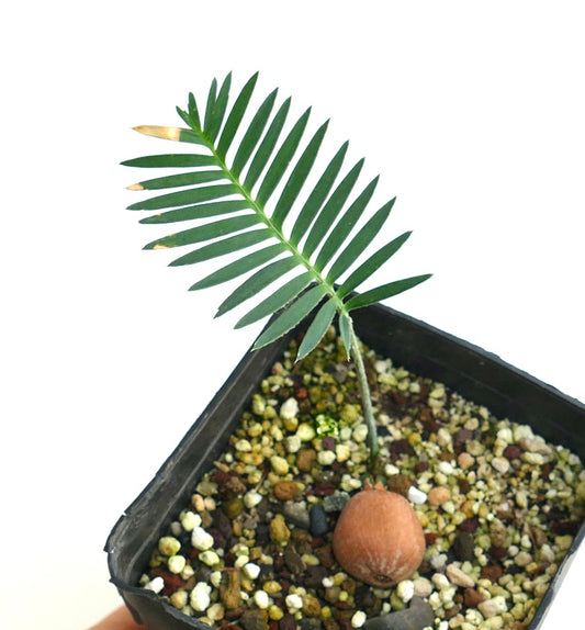 Dioon edule (Queretaro Blue)