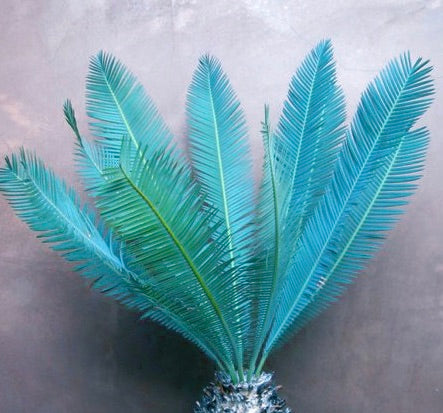 Dioon edule "Queretaro Blue" cycas rare aux frondes plumeuses bleu-vert et au tronc texturé